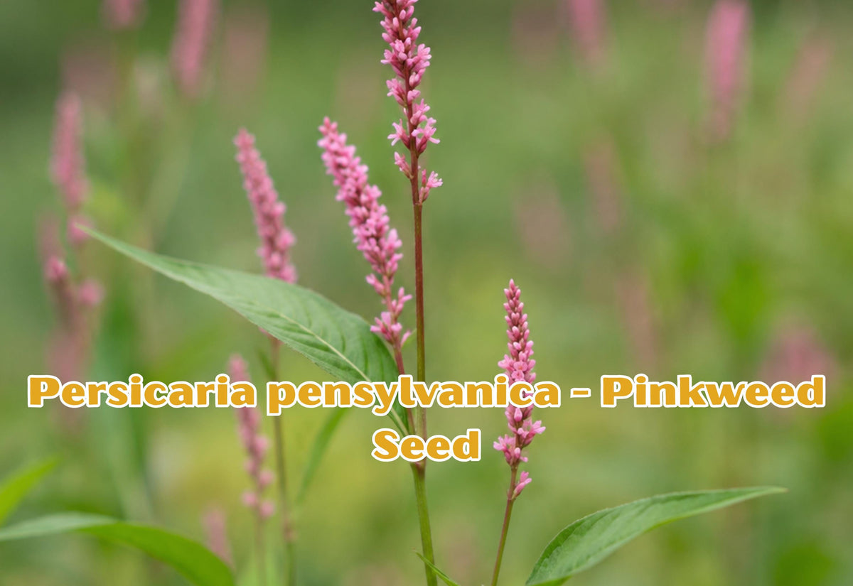 Persicaria pensylvanica Pinkweed Seeds – Native Pink Flower Annual for Pollinator Gardens, Cottage & Meadow Landscaping