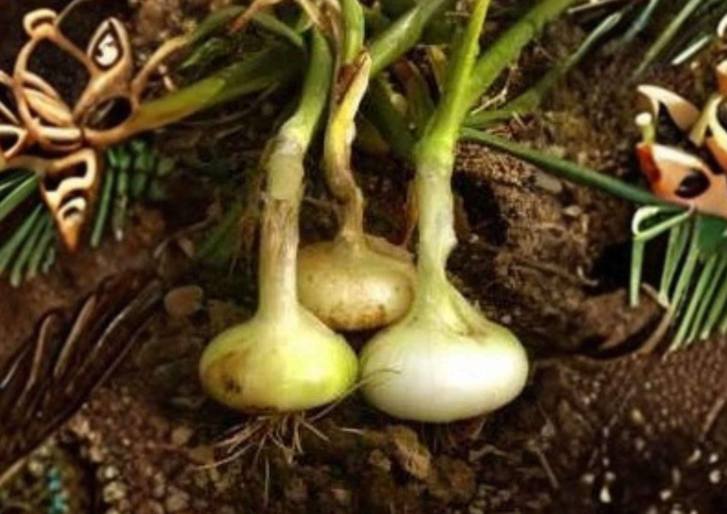 Yellow Cipollini Onion Seeds – Heirloom Non-GMO Vegetable Seeds for Gourmet Cooking, Small Flat Italian Onion Bulb Variety