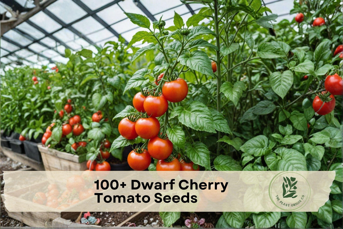 Dwarf Cherry Tomato Seeds, Compact Bush, Red Fruit, Solanum lycopersicum, Ideal for Containers & Small Gardens