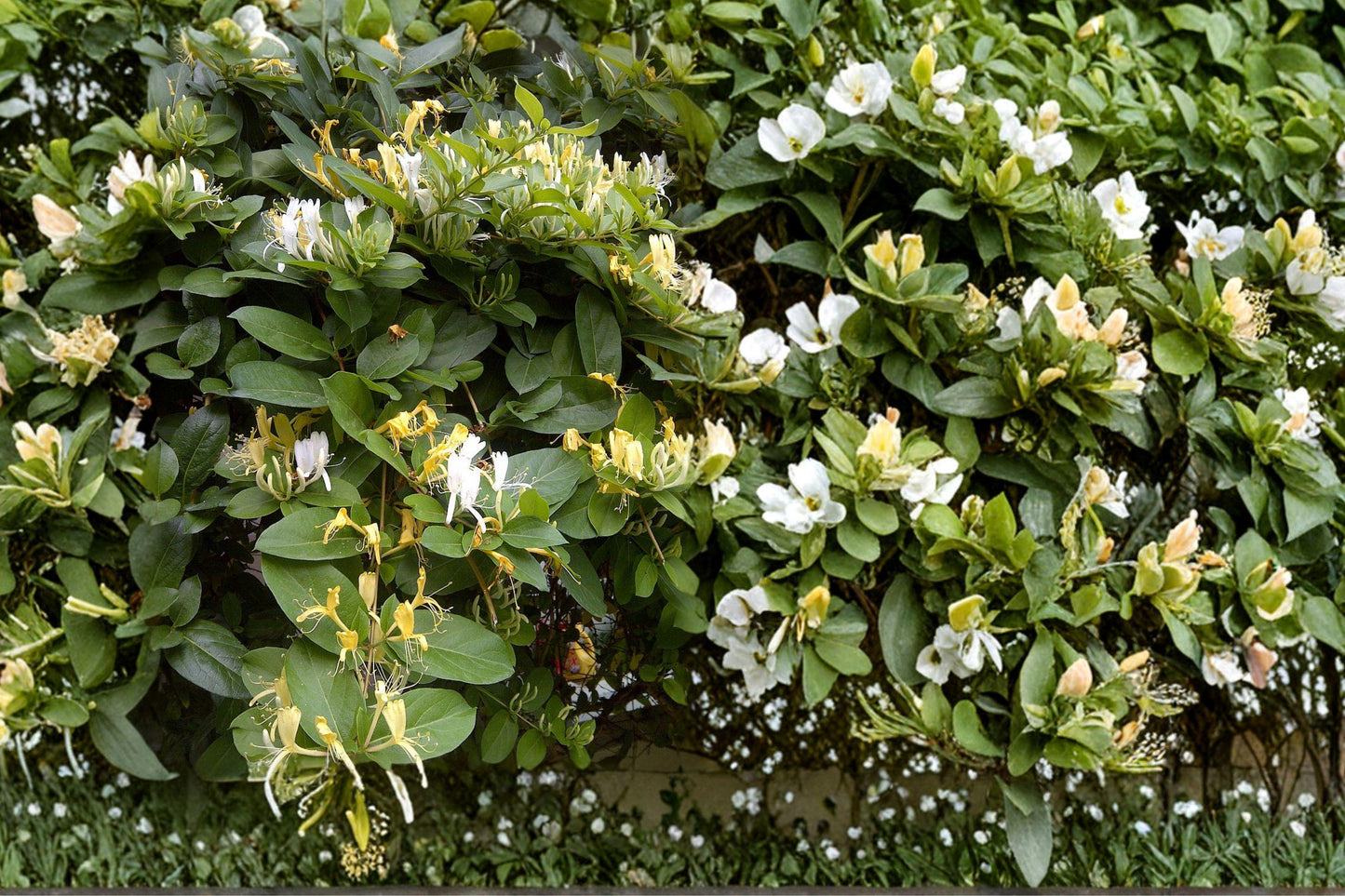 White Honeysuckle Live Plant – Bare Root Climbing Vine with White Flowers – Lonicera spp. Perennial Garden Plant