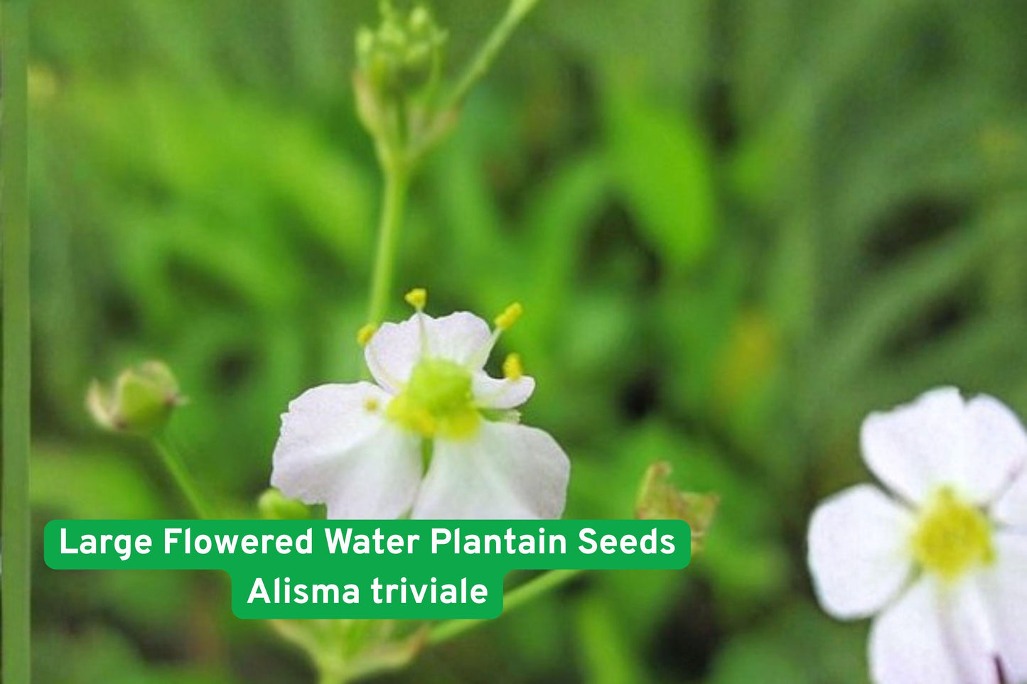 Large Flowered Water Plantain Seeds | Native Aquatic Perennial | Alisma triviale for Ponds & Wetlands