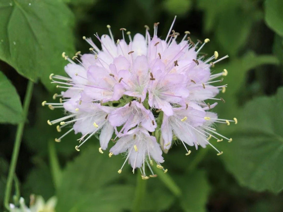 Virginia Waterleaf Seeds | Hydrophyllum Virginianum | Shade Garden Perennial with Pale Purple Flowers | 10 Seeds