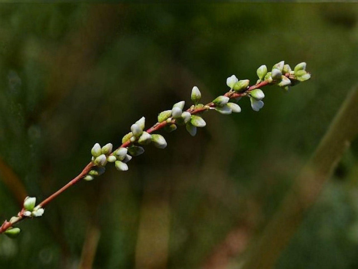 Smartweed Flower Seeds | Persicaria Punctata | Pink to Light Rose Blooms | Moist Garden & Natural Planting