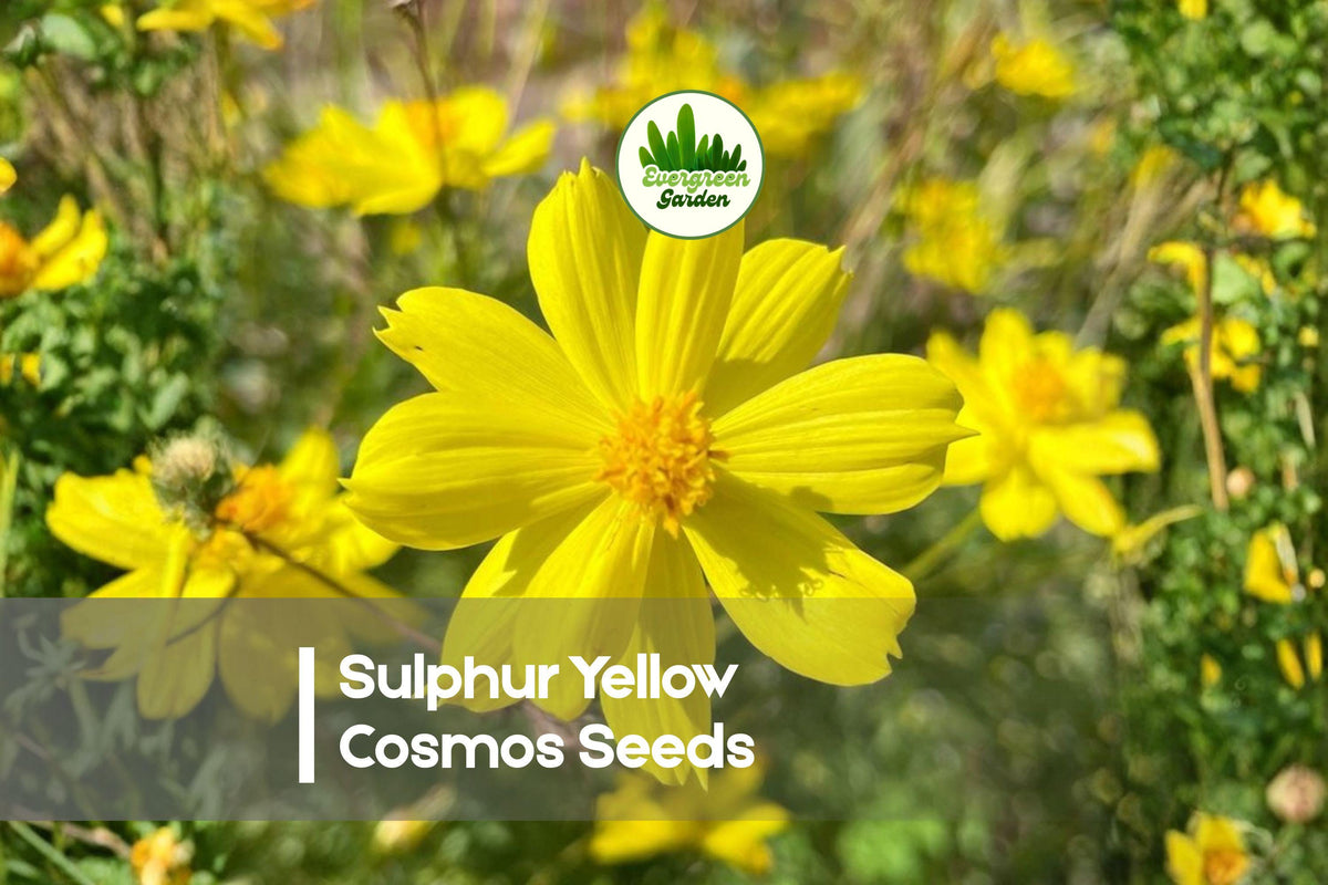 Sulphur Yellow Cosmos Seeds, 200+ Premium Cosmos sulphureus, Bright Yellow & Orange Blooms, Summer to Fall, Pollinator Friendly