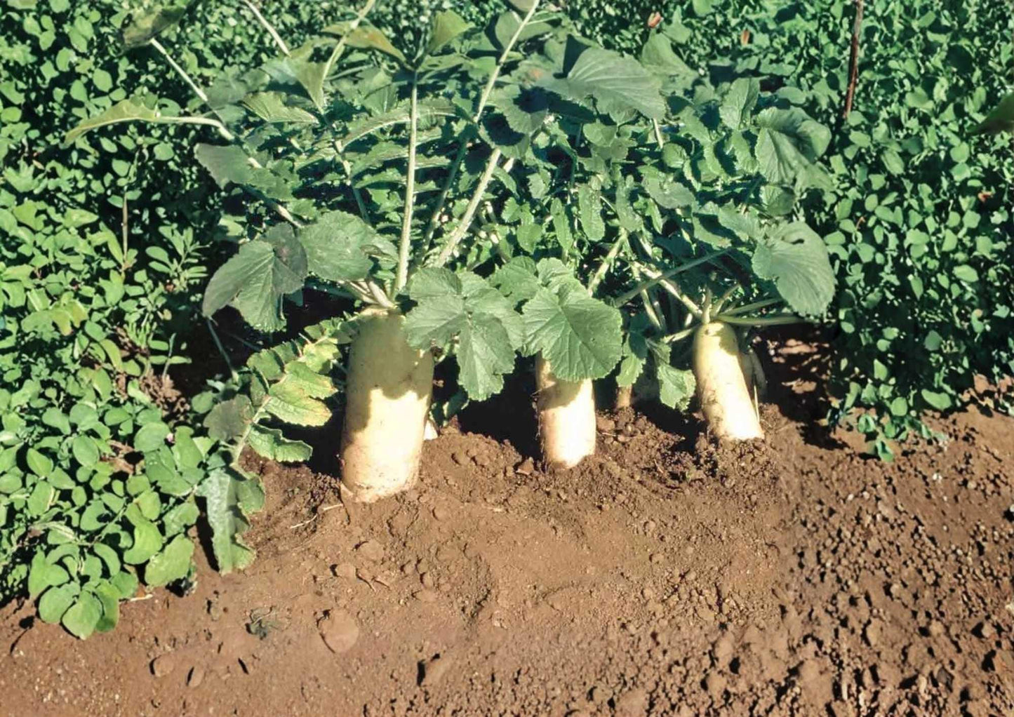 Japanese Minowase Daikon Radish Seeds – Heirloom Non-GMO Vegetable Seeds for Garden Planting, Long White Root, Crisp Flavor