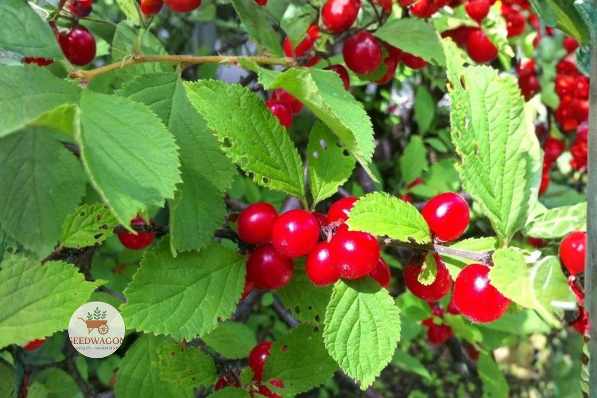 Nanking Cherry Seeds, Edible Fruit Shrub, Prunus tomentosa, Bright Red Cherries, Spring Blooms, Hardy Bush, Garden Plant