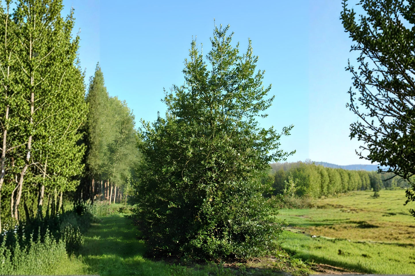 English Holly Seeds, Ilex aquifolium, Evergreen Shrub, Bright Red Berries, Ornamental Landscape, Bird-Friendly Plant