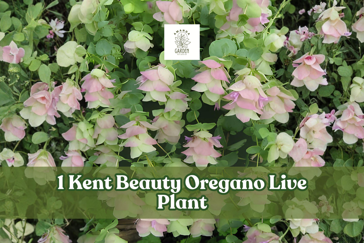 Kent Beauty Ornamental Oregano Live Plant Plug - Trailing Herb for Containers, Baskets & Gardens - Origanum ‘Kent Beauty’