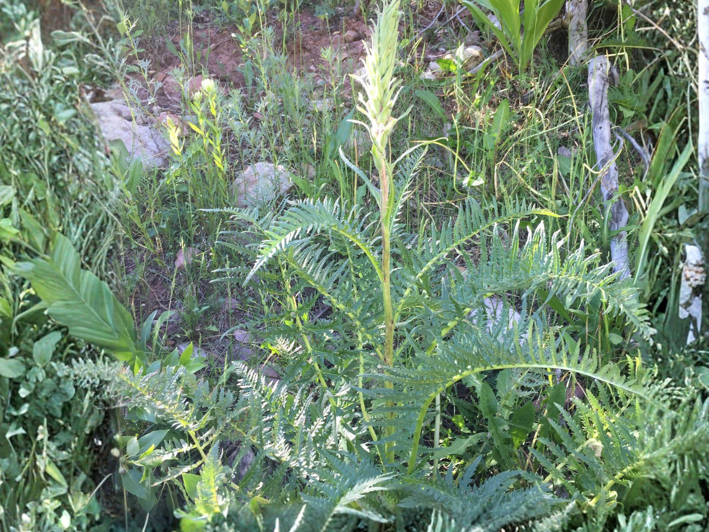 Giant Lousewort Flower Seeds | Pedicularis Procera | Pale Yellow Blooming Perennial Plant for Woodland Gardens