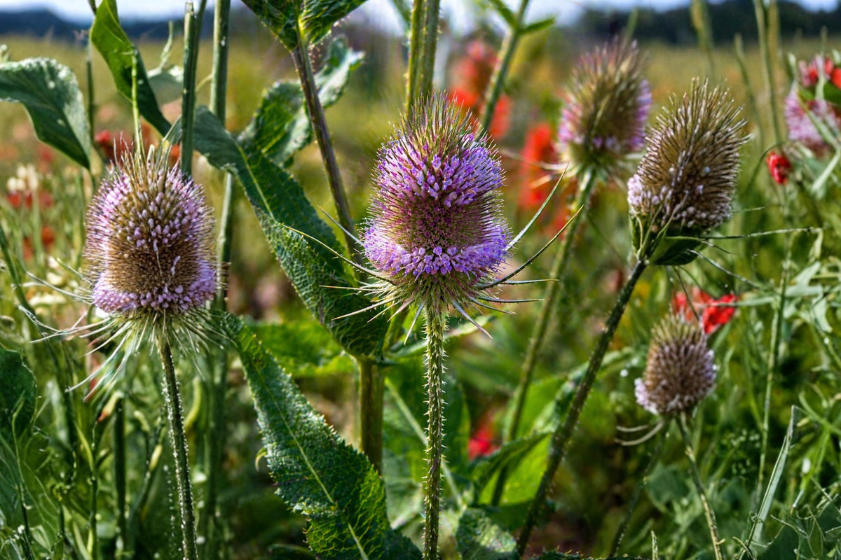 Teasel Seeds 30 Dipsacus sativus Cultivated Teasel Biennial Plant for Gardens & Pollinators