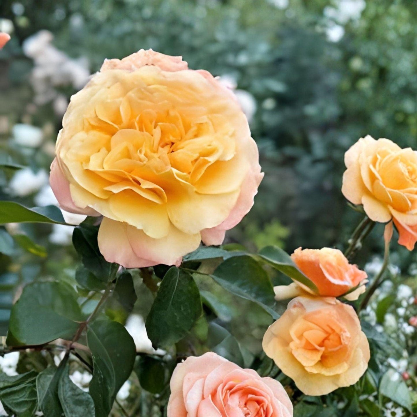 Southern Peach Rose Plant – Miniature Apricot Yellow Blooms – Rosa spp. 3 Gallon Live Shrub for Garden & Containers