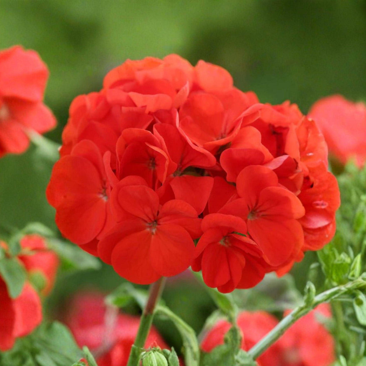Red Geranium Cuttings 6 Inches Pack of 6 Fragrant Flowering Plant for Propagation Pelargonium graveolens
