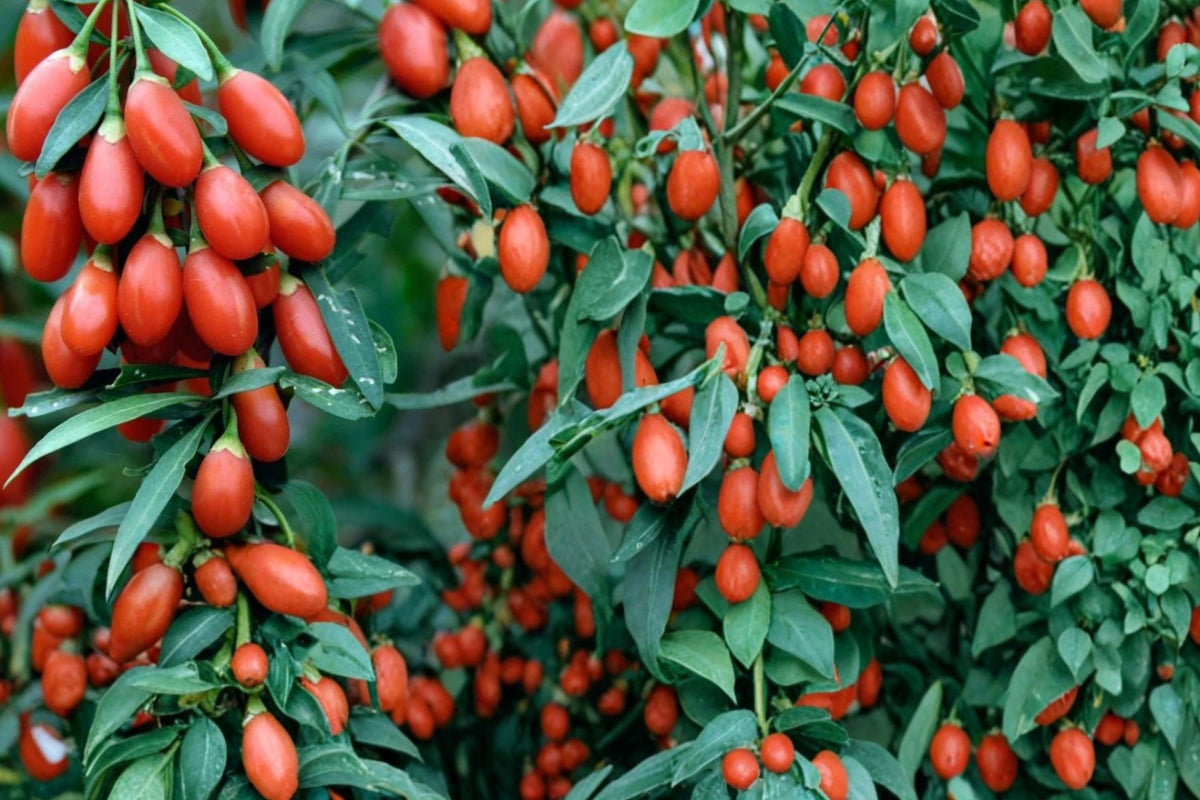 Goji Berry Seeds – Lycium barbarum Fruit Shrub for Planting, Edible Red Berries, Garden Border, Drought Tolerant