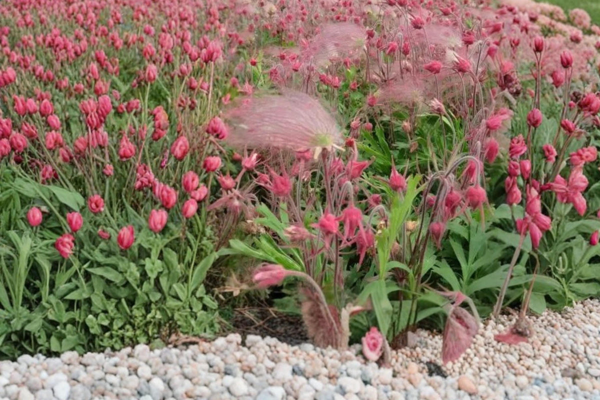 Prairie Smoke Seeds – Geum triflorum Perennial Flower for Garden, Ornamental Wildflower, Pink Nodding Blooms, Feathery Seed Heads