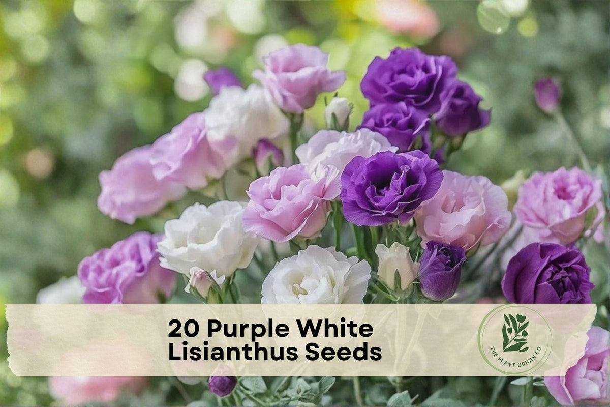 Purple and White Lisianthus Seeds – Eustoma grandiflorum Pelleted Seeds for Garden, Cut Flowers, and Containers