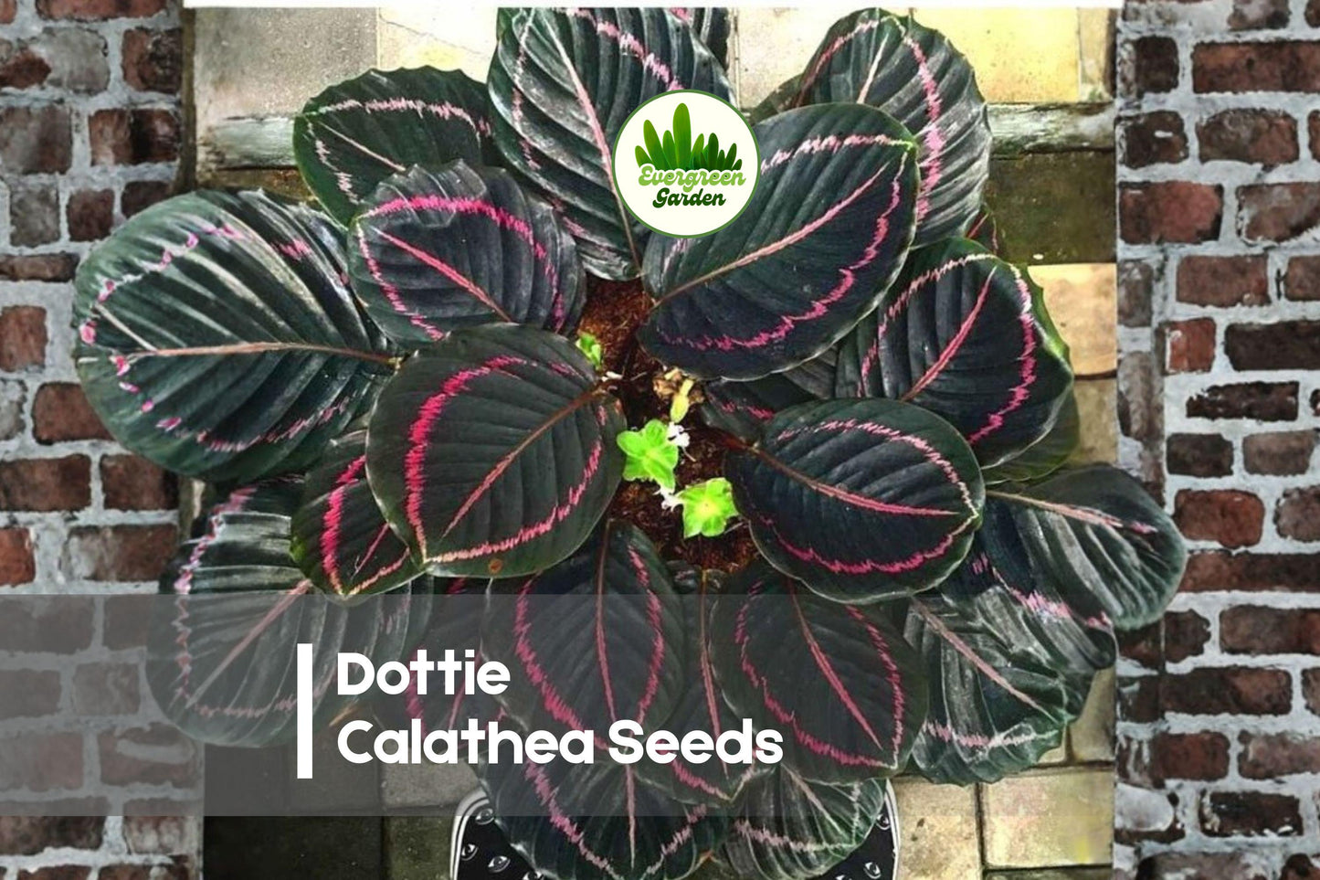 Dottie Calathea Seeds | Tropical Foliage Plant | Calathea roseopicta ‘Dottie’ | Indoor Plant Seeds