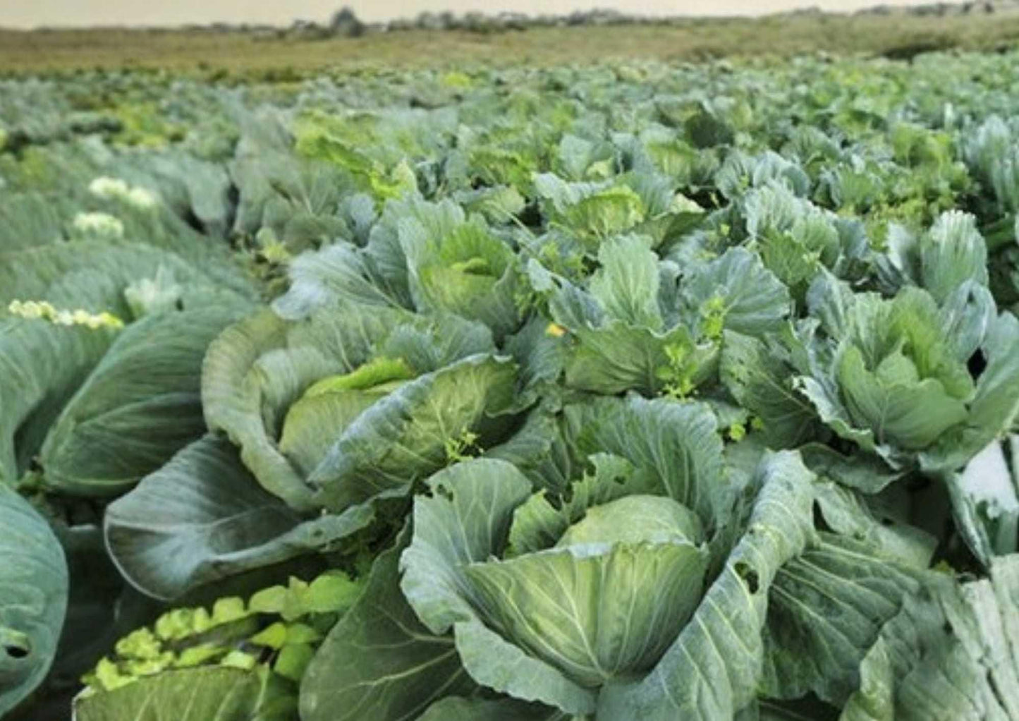 Early Jersey Wakefield Cabbage Seeds – Heirloom Non-GMO Vegetable Seeds for Garden Planting, Pointed Heads, Early Maturity