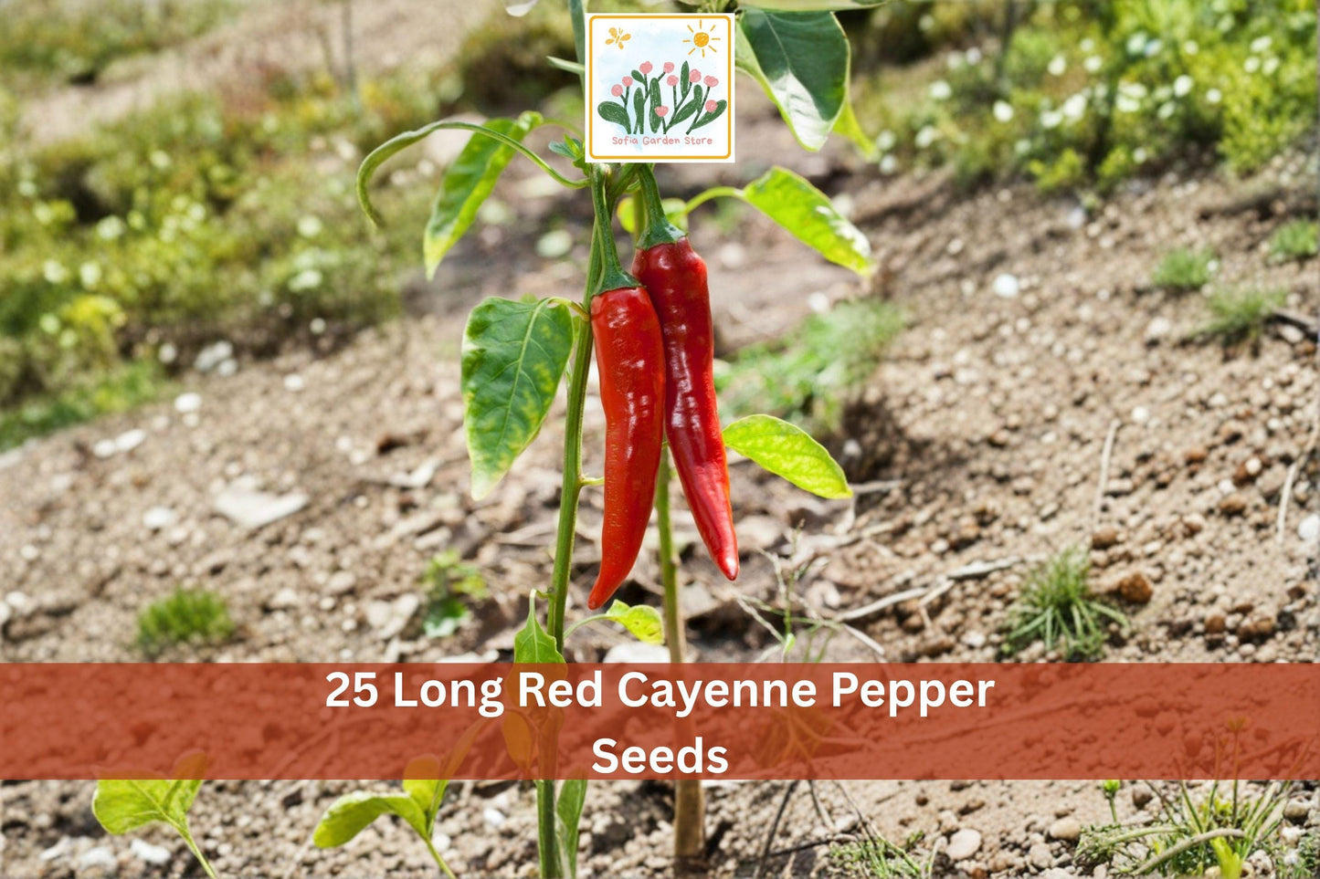 Long Red Cayenne Pepper Seeds - Hot Chili Vegetable Seeds for Garden, Capsicum annuum, 25 Seeds