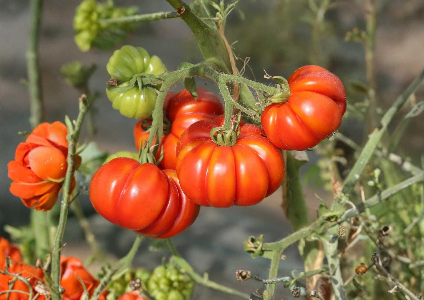 Amana Orange Tomato Seeds, Heirloom Non-GMO, Large Golden Orange Beefsteak, Solanum lycopersicum