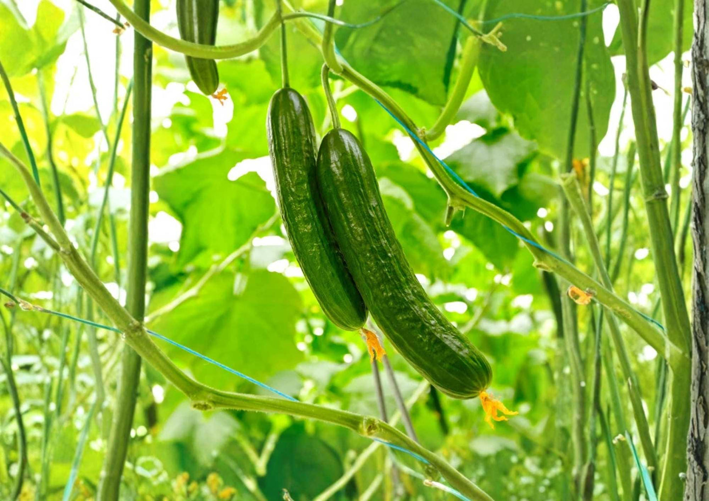 100+ Spacemaster 80 Cucumber Seeds Heirloom Non-GMO Vegetable Seeds for Container Garden, Compact Bush Cucumis sativus