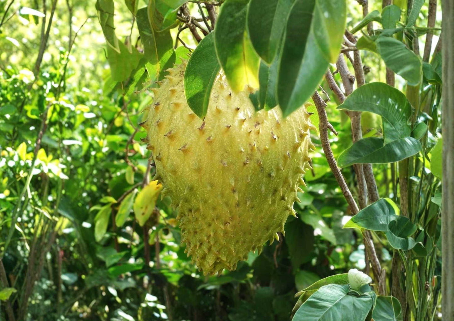 Golden Yellow Soursop Live Fruit Tree – Annona muricata – Tropical Edible Landscape Plant – 1-2 Feet Tall