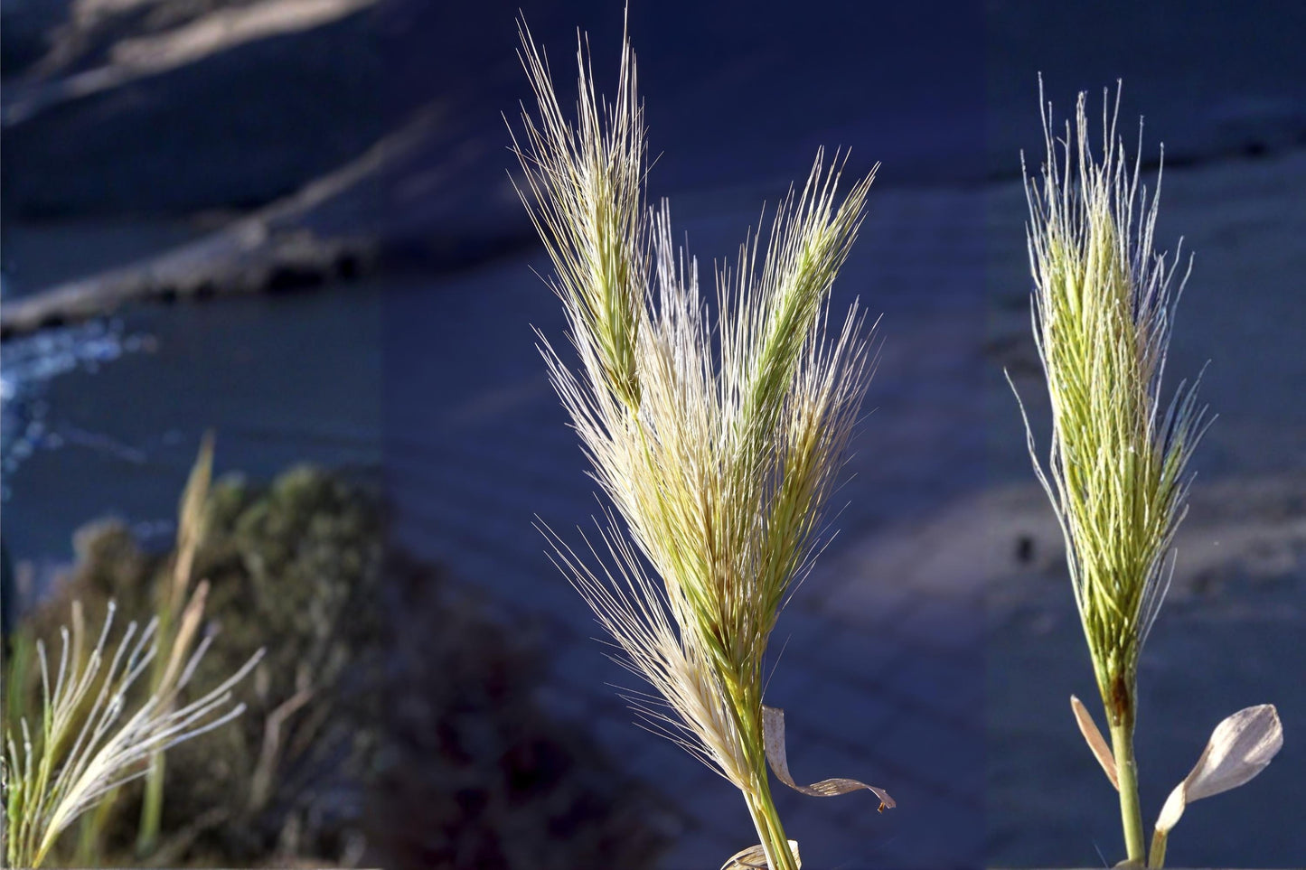 Virginia Wildrye Seeds (Elymus virginicus) – Native Prairie Grass, Cool-Season, Erosion Control, Woodland Edges, Low Maintenance