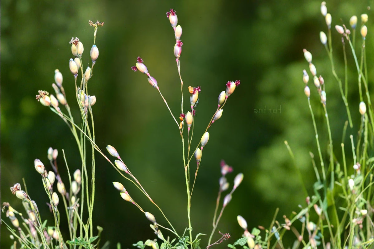 Beaked Panicgrass Seeds 100 Pack | Native Woodland Grass, Panicum anceps, Erosion Control & Wildlife Habitat