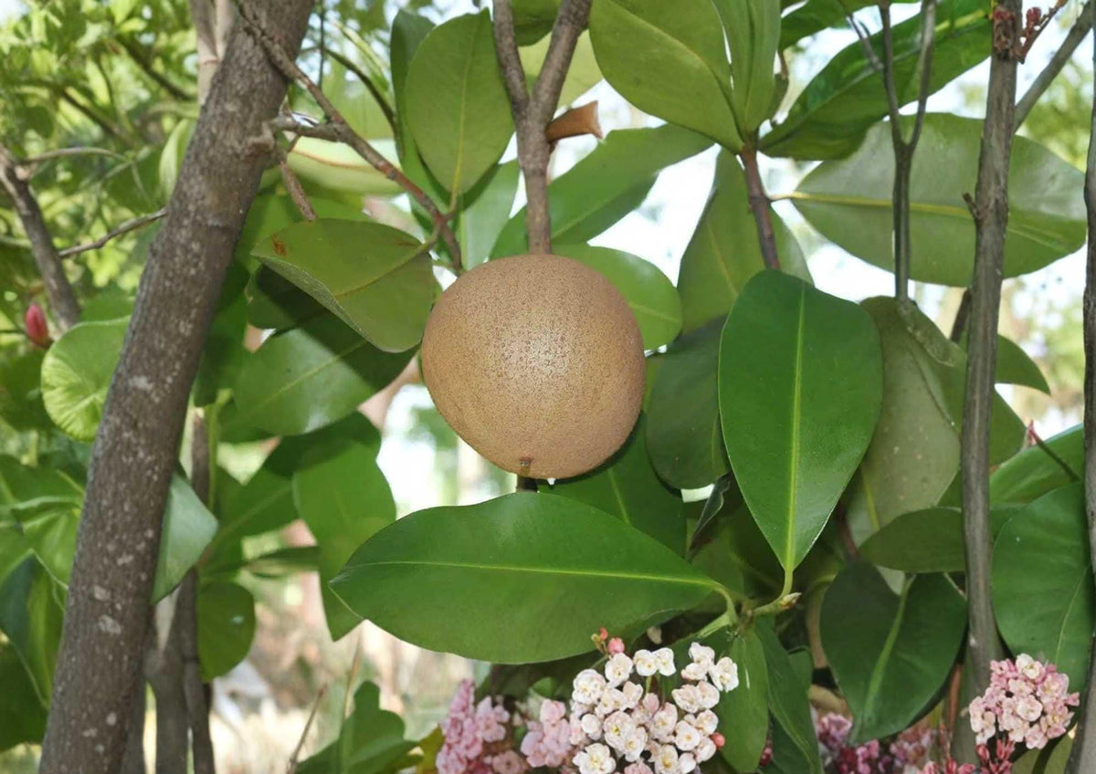 Mamey Apple Live Fruit Tree – 12-24 Inch Mammea americana Tropical Edible Landscape Plant