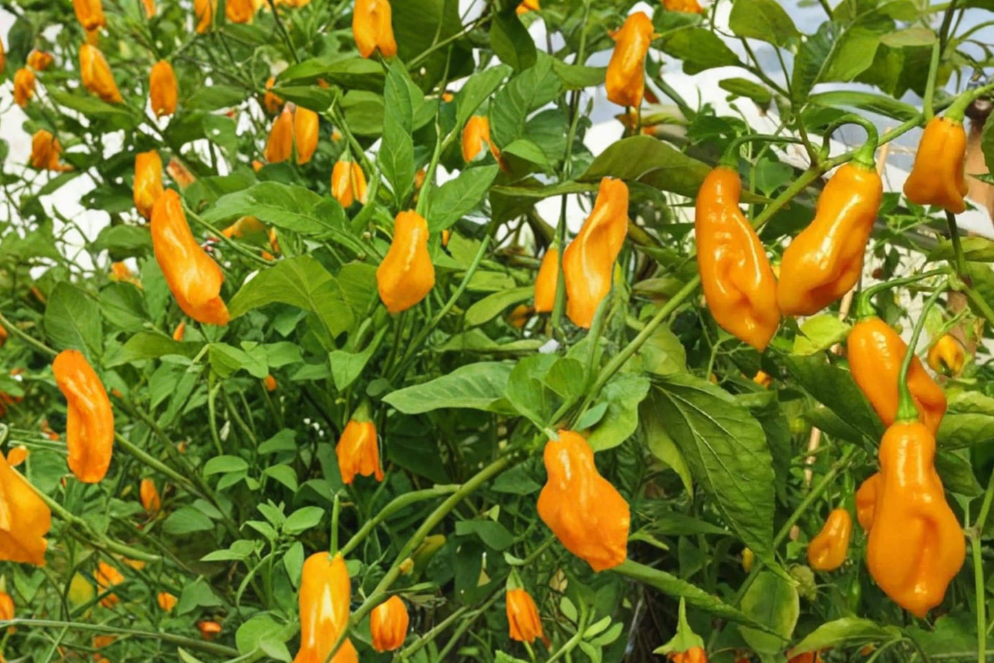 Trinidad Perfume Pepper Seeds – Capsicum chinense Sweet, Aromatic, Mild Heat, Garden & Container Planting