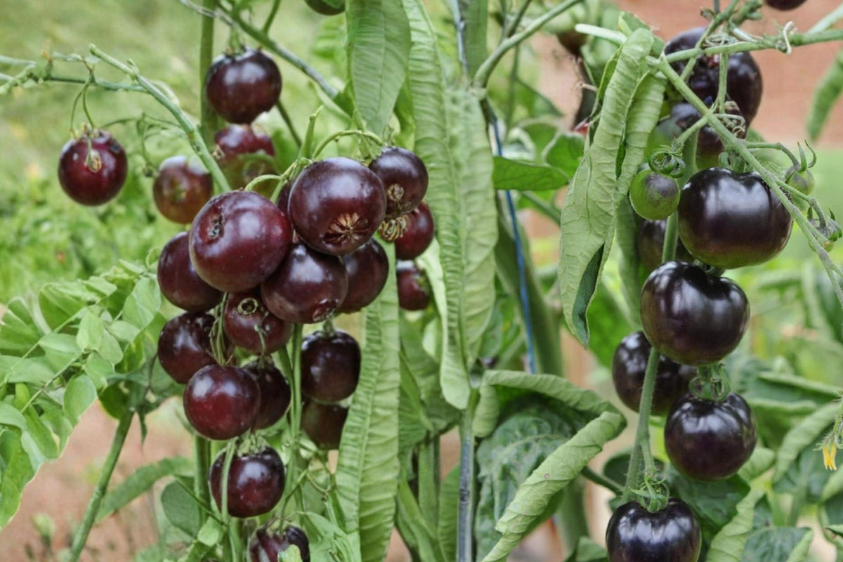 Black Pearl Cherry Tomato Seeds – Solanum lycopersicum Dark Small Fruit for Home Garden & Containers, 100+ Seeds