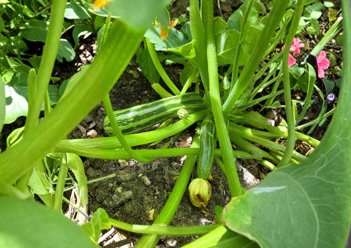 Heirloom Zucchini Seeds – Cocozelle Italian Summer Squash, Striped Green, High Yield, Garden Planting, Heirloom Vegetable Seeds