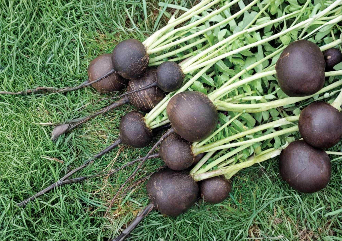 Black Spanish Round Radish Seeds – Heirloom Organic Non-GMO Vegetable Seeds for Garden Planting
