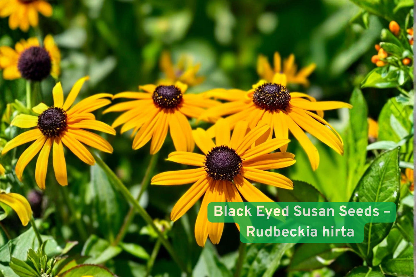 Black Eyed Susan Seeds – Rudbeckia hirta Yellow Wildflower Pollinator Garden, Easy to Grow, Native, Summer Bloom, 400 Seeds