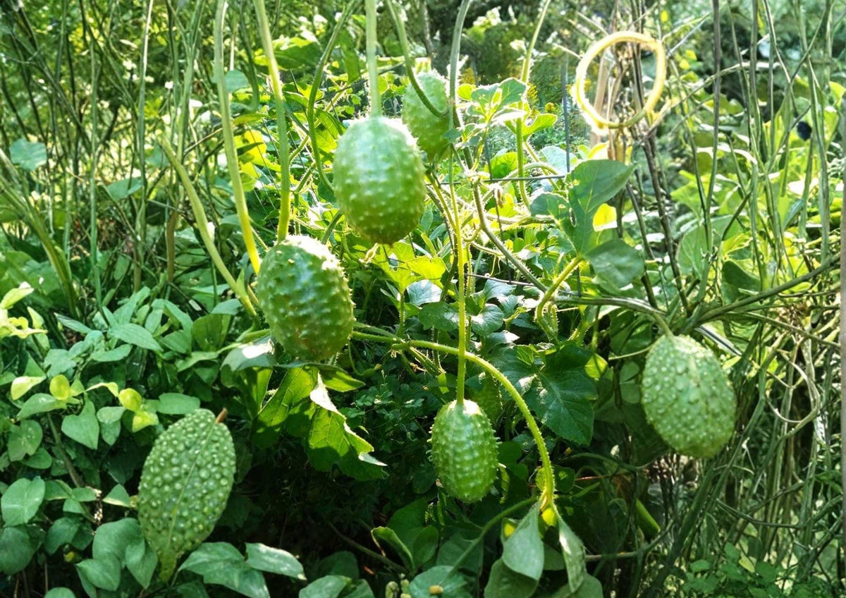 West Indian Gherkin Seeds | 100+ Spiny Mini Cucumber Seeds for Pickling & Salad | Rare Vine Variety (Cucumis anguria)