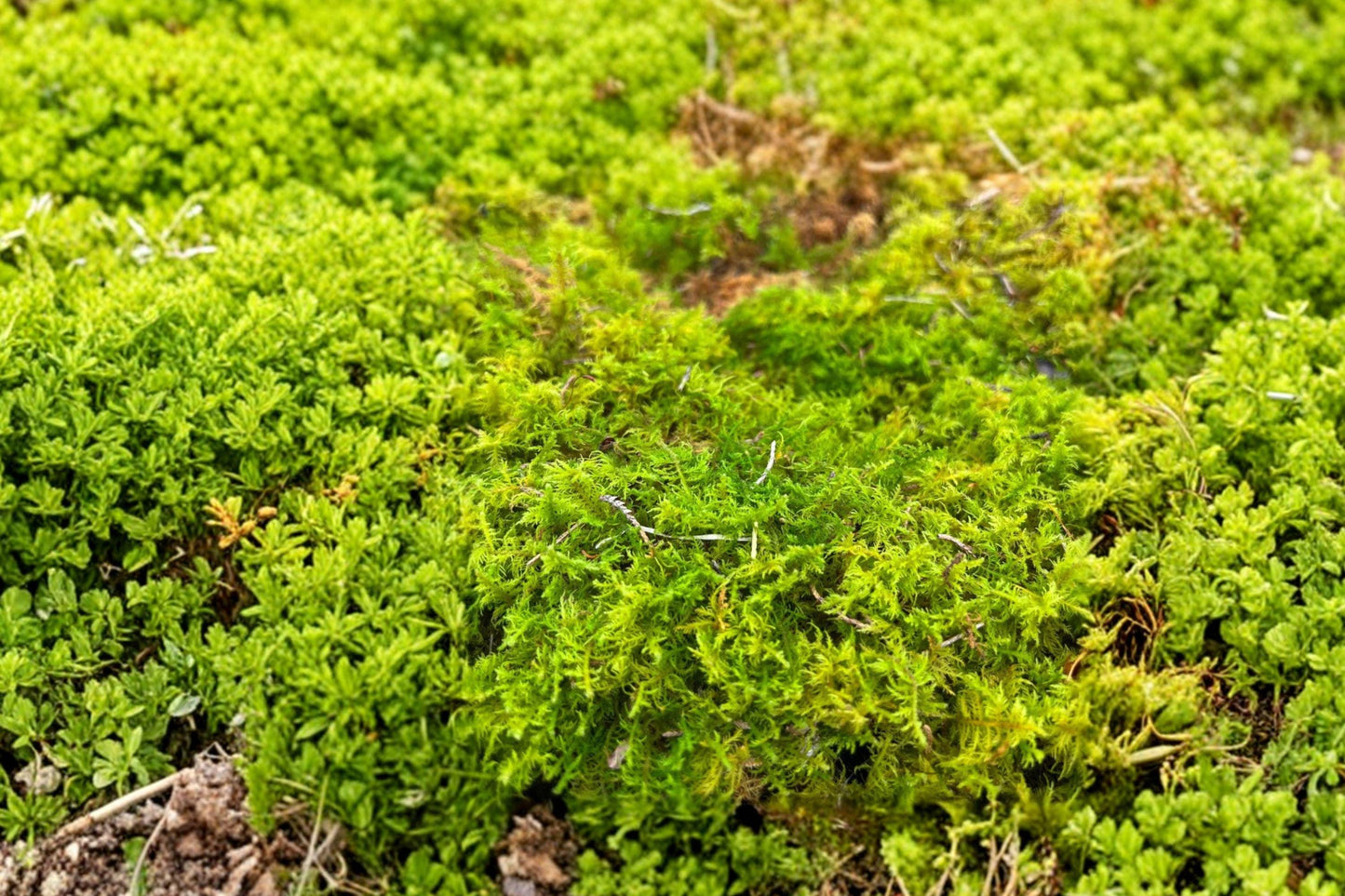 Live Moss Assortment 1 Gallon Bag – Mixed Species, Green Moss for Terrariums, Planters & Ground Cover, Perennial, Moist Soil
