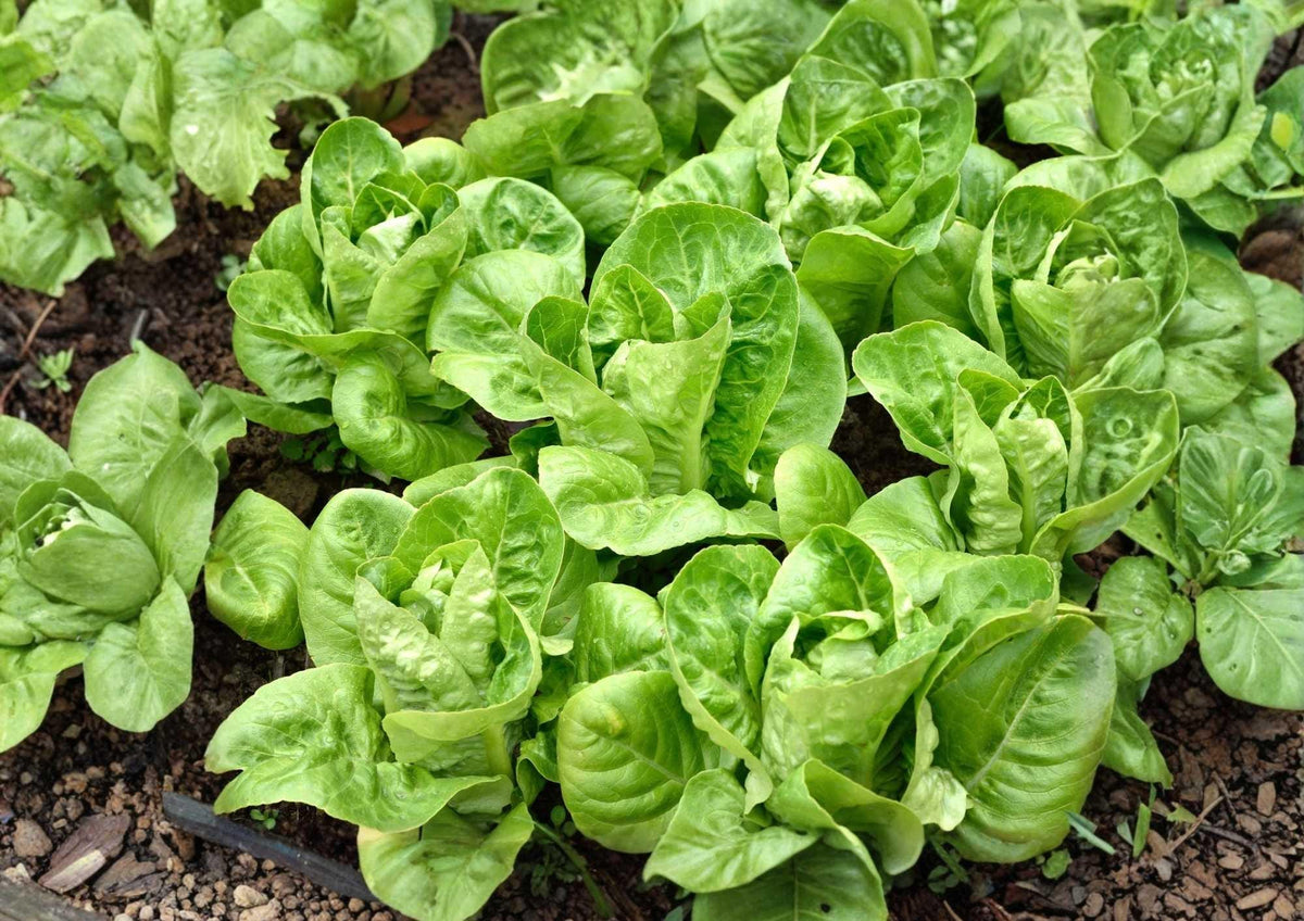 Giant Caesar Romaine Lettuce Seeds – Heirloom, High Yield, Tall Green Heads for Salad Greens, Vegetable Garden Planting