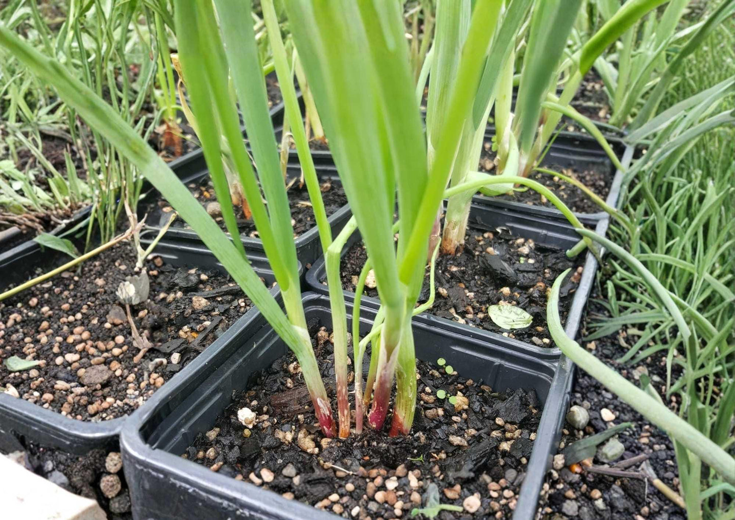 Japanese Red Beard Bunching Onion Seeds, Heirloom Green Onion, Colorful Red and Green Stems, High Yield, Garden Planting, Allium fistulosum