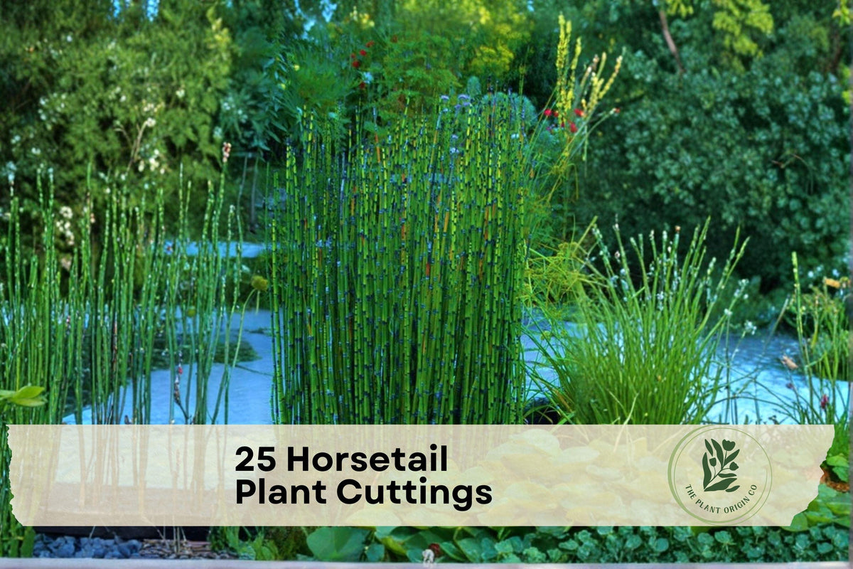 25 Horsetail Plant Cuttings - Equisetum spp. Perennial Marginal Plant for Water Gardens, Ponds & Moist Landscapes