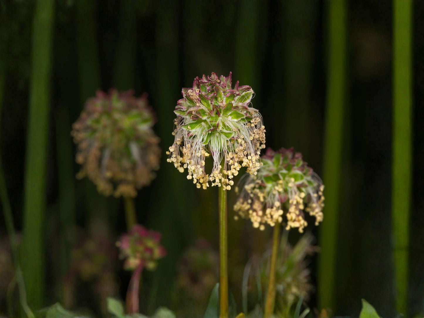 Small Burnet Seeds | Sanguisorba Minor Herb for Garden Beds & Borders | Perennial Green Foliage Plant
