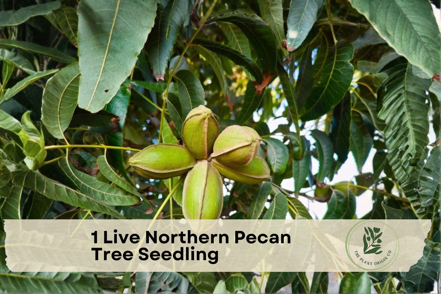 Live Northern Pecan Tree Seedling | Hardy Deciduous Carya illinoinensis for Landscaping & Orchard