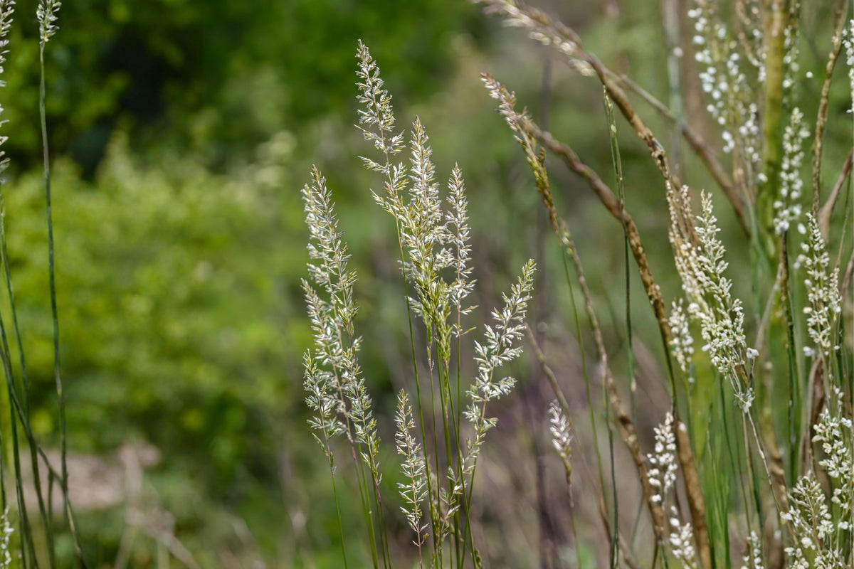 Kentucky Bluegrass Seeds, Argyle, Premium Cool-Season Turf, Dense Green Lawn, Poa pratensis