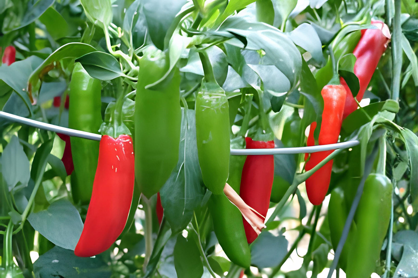 Serrano Tampiqueño Pepper Seeds, Hot Chili Pepper, Medium Heat, Green to Red, Mexican Cuisine, 25 Seeds