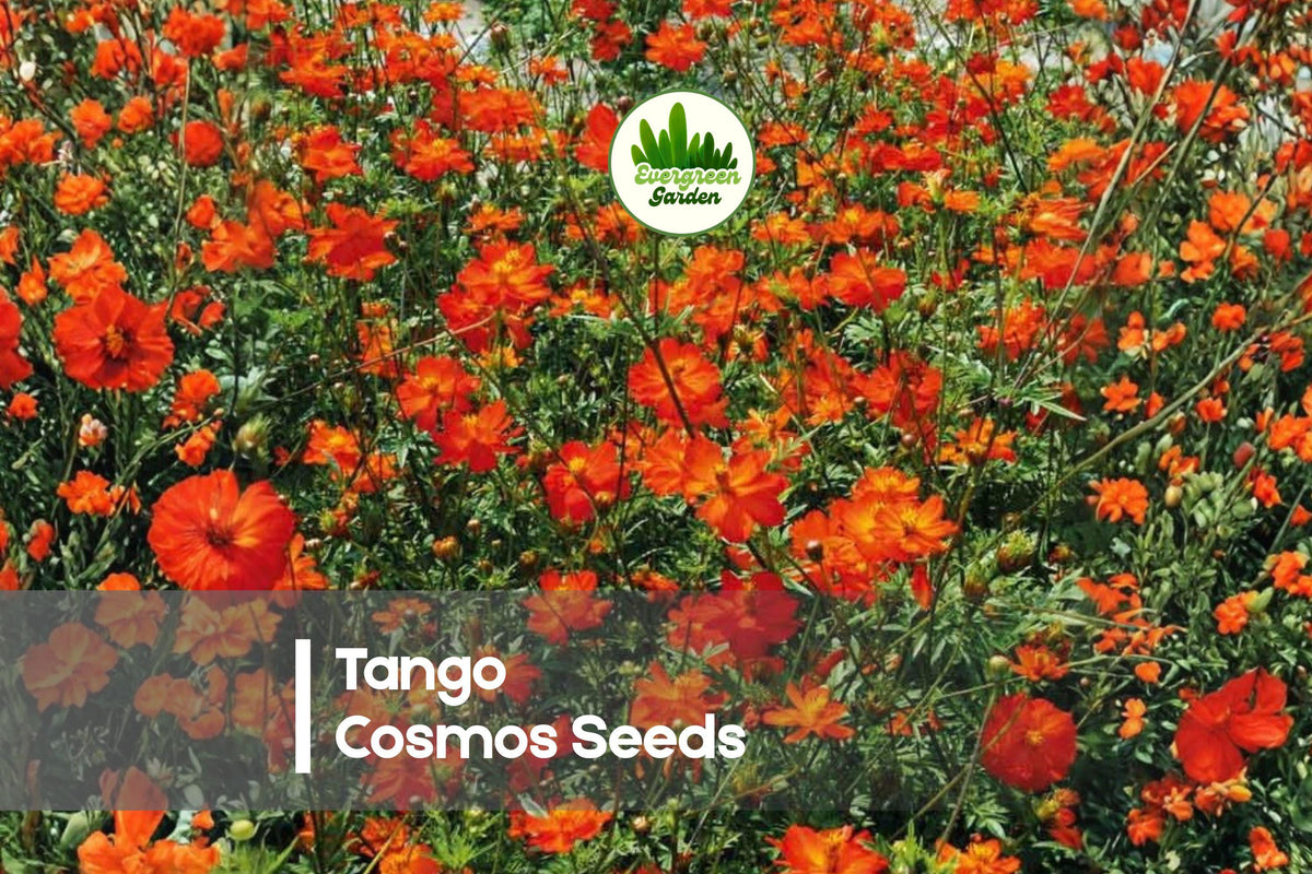 200 Tango Cosmos Seeds, Orange Red-Orange Blooms, Vibrant Annual Flower, Cosmos sulphureus for Borders & Pollinator Gardens