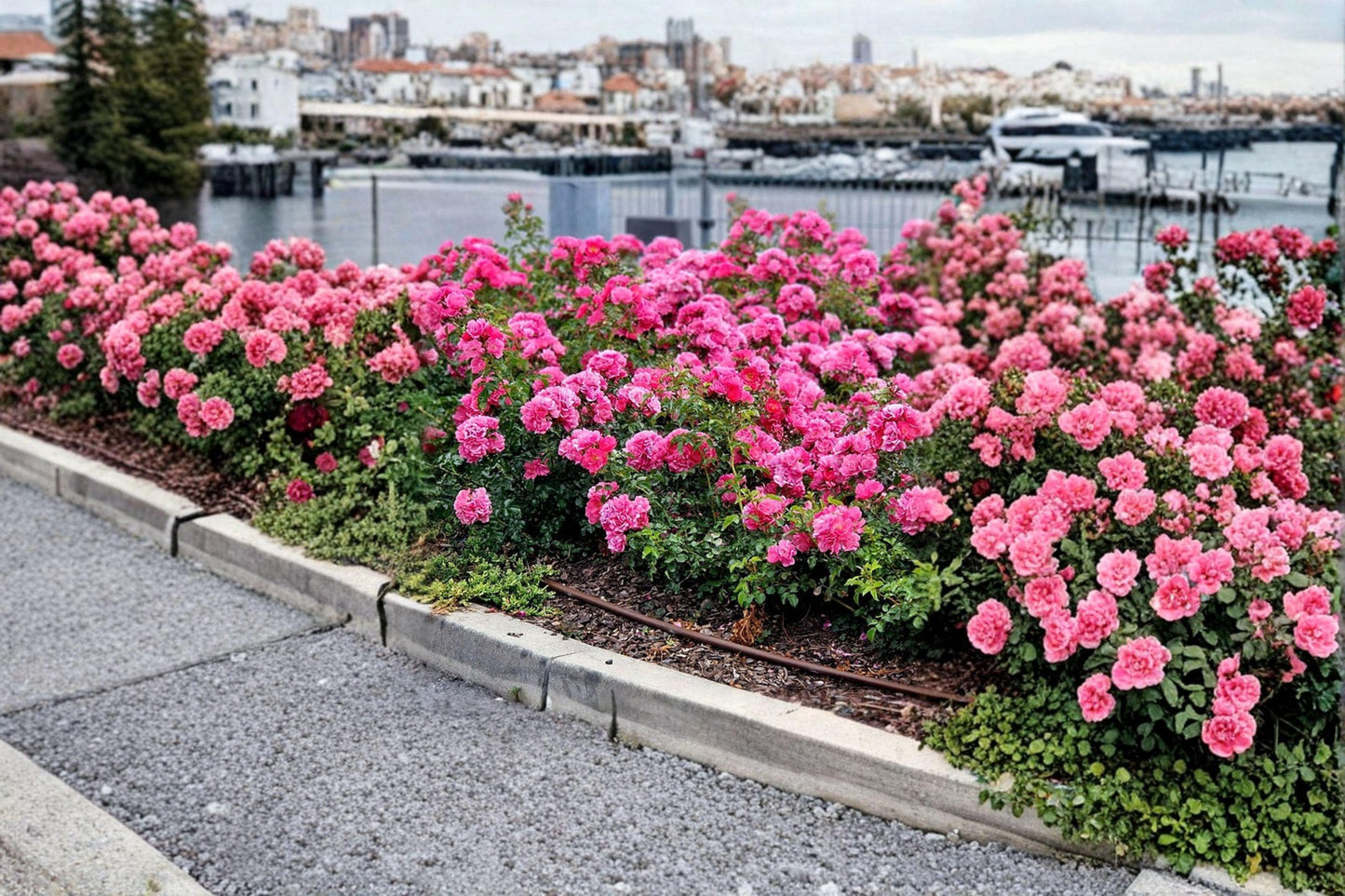 Flower Carpet Pink Rose Cuttings – Rosa hybrid, Unrooted Pink Flowering Shrub for Grafting & Propagation