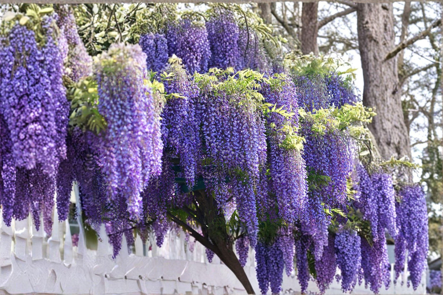 Japanese Wisteria Cuttings – Wisteria floribunda Climbing Vine for Propagation and Garden Trellises