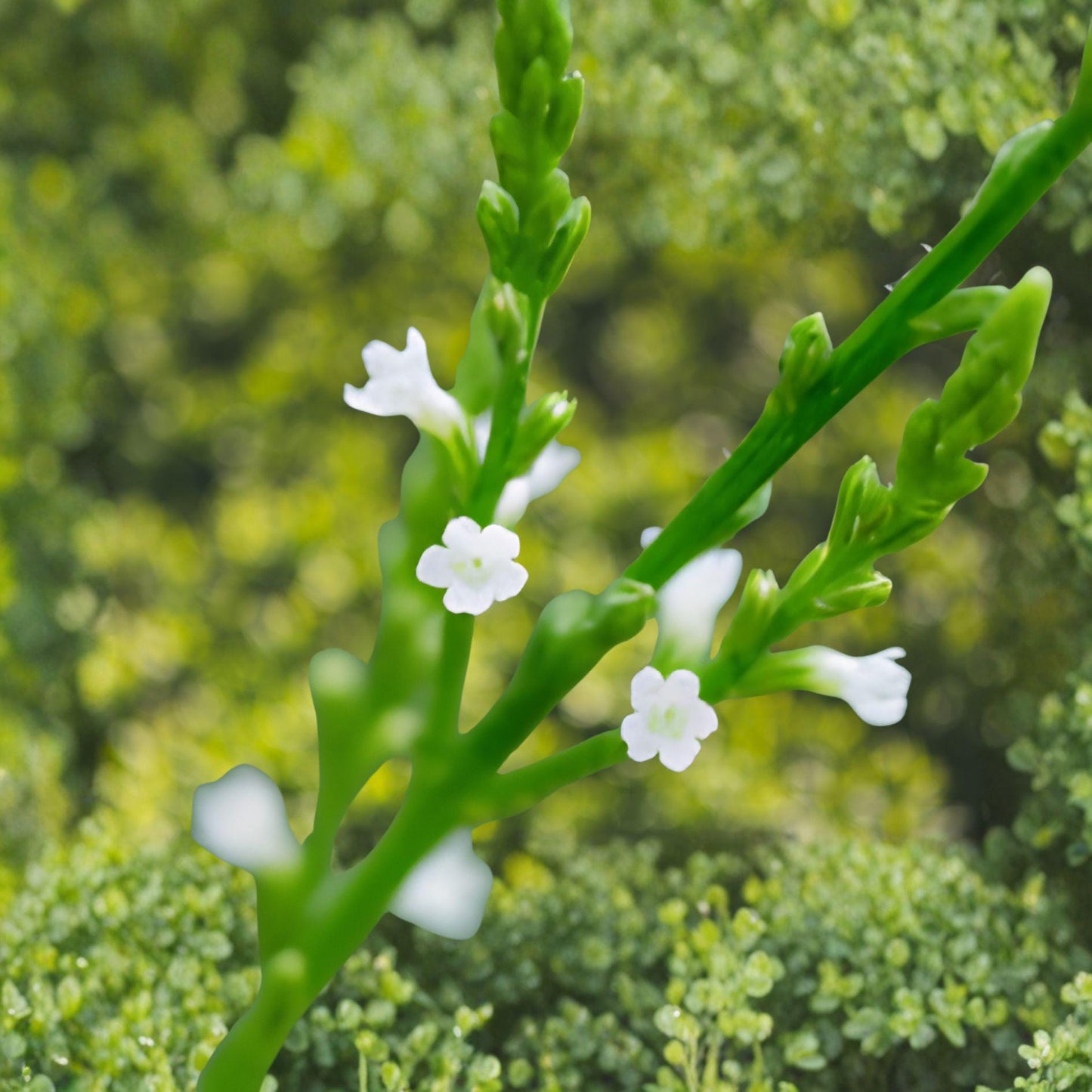 White Vervain Seeds – Verbena urticifolia Perennial Wildflower for Native Gardens & Pollinator Gardens
