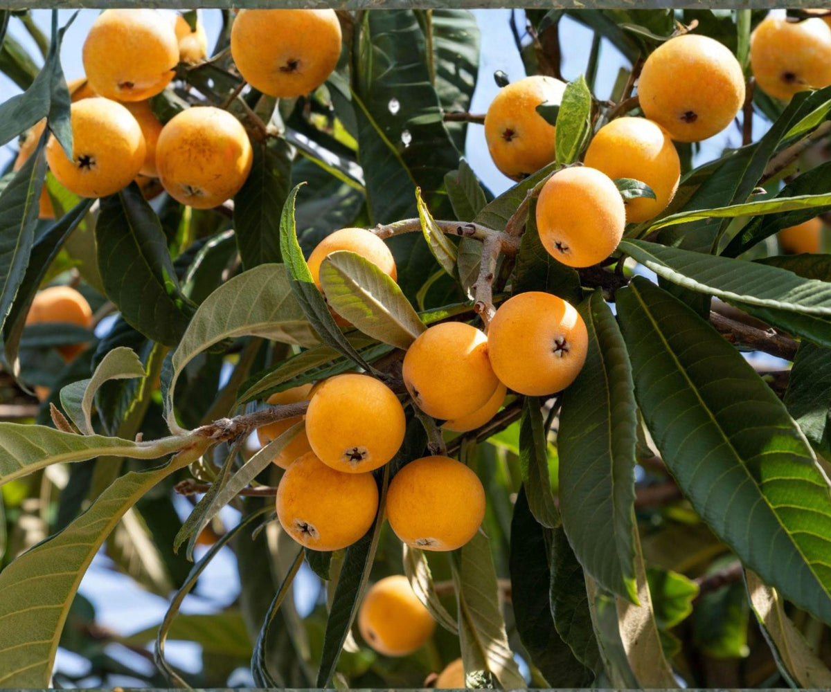 Live Loquat Seedling Pair | Japanese Fruit Trees | Evergreen Edible Garden Plants | Eriobotrya japonica