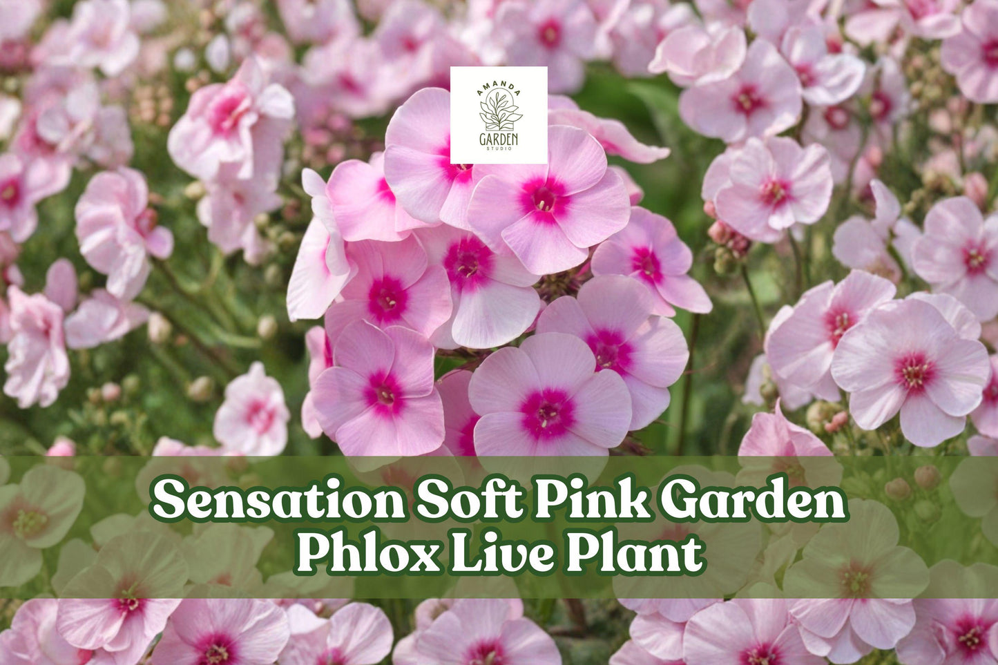 Sensation Soft Pink Garden Phlox Live Plant | Perennial Flower Starter for Borders & Containers | Phlox paniculata
