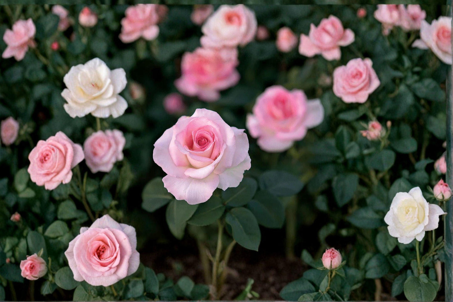 Pink Promise Rose Cuttings – Rosa hybrid, Pink Flowers, Propagation Grafting, Flowering Shrub for Garden Beds