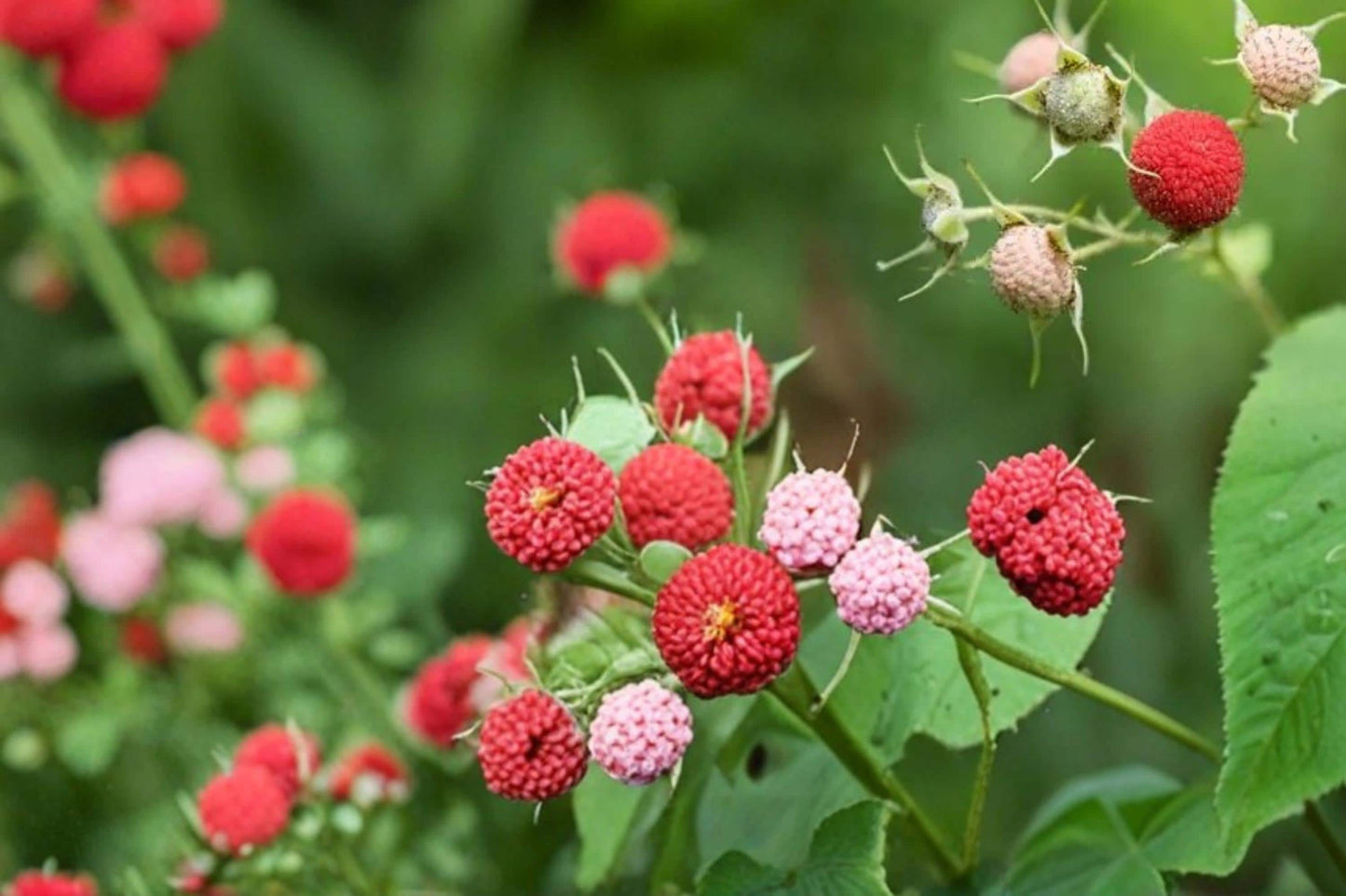 Thimbleberry Seeds – Rubus parviflorus – Native Fruiting Shrub with White Flowers and Edible Red Berries, 50 Seeds
